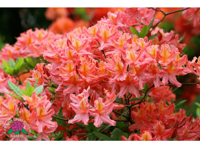 Rhododendron   'Babītes Lidija'